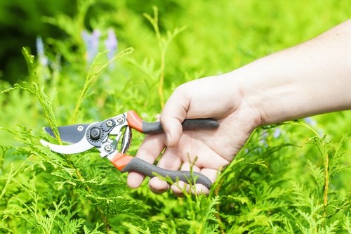 Selection of native plants for Camden landscape gardening